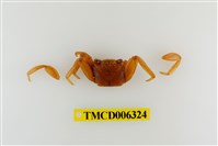 藏品(白紋方蟹)的圖片